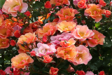 Роза флорибунда Джаз (Rosa Floribunda Jazzz) ОКС