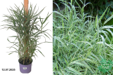Канареечник красный Пикта (Phalaris arundinacea Picta) С2 лс