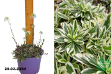 Арабис кавказский Вариегата (Arabis caucasica Variegata) С2