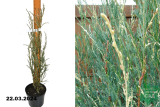 Можжевельник скальный Сильвер Стар (Juniperus scopulorum Silver Star) С2
