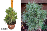 Сосна веймутова Грин Твист (Pinus strobus Green Twist) С4