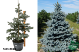 Ель колючая Костер (Picea pungens Koster) С12