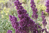 Шалфей дубравный Плюмоза (Salvia nemorosa Plumosa)