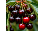 Черешня Кордия ОКС