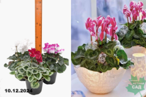 Цикламен большой