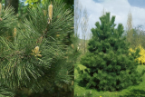 Сосна черная (Pinus nigra) С3