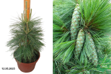Сосна Шверина Витхорст (Pinus schwerinii Wiethorst) С5 о