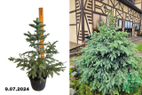 Ель колючая (Picea pungens) С7,5