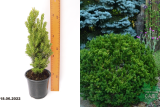 Тисс остроконечный Нана (Taxus cuspidata Nana) С1,5