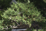 Можжевельник китайский Сан Хосе (Juniperus chinensis San Jose) ком