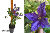 Клематис Жакмана Тай Дай (Clematis Jackmanii Tie Dye) С3