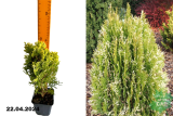 Плосковеточник восточный Флек (Platycladus orientalis Fleck) Р9