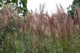 Мискантус китайский Дроннинг Ингрид (Miscanthus sinensis Dronning Ingrid) Р13