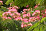 Альбиция ленкоранская Омбрелла (Albizia julibrissin Ombrella) С7,5