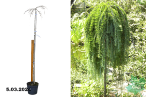 Лиственница японская Стифф Випер (Larix kaempferi Stiff Weeper) (штамб)