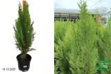 Кипарисовик Лавсона Грин Пиллар (Chamaecyparis lawsoniana Green Pillar) С5