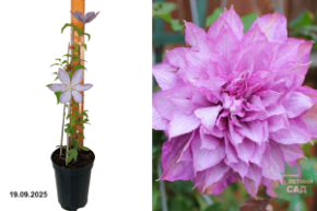 пропкртиус