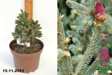 Ель лицзянская Миттенвальд (Picea likiangensis Mittenwald) С4