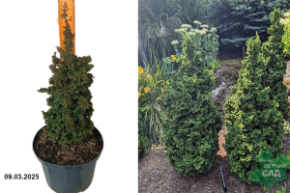 Thuja occidentalis Primo