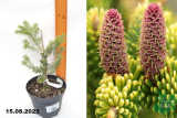 Пихта корейская Аурея (Abies koreana Aurea) С2