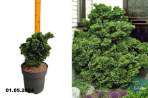 Кипарисовик тупой Нана Грациллис (Chamaecyparis obtusa Nana Gracilis) С5