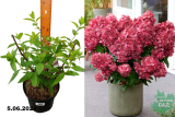 Гортензия метельчатая Бонфайр (Hydrangea paniculata Bonfire) С3