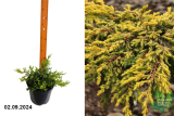 Можжевельник обыкновенный Голдшатц (Juniperus communis Goldschatz) С3