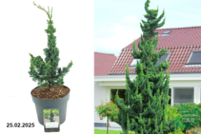 Chamaecyparis lawsoniana Wissels Saguaro