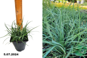 Осока просяная Памира (Carex panacea Pamira) С1,5