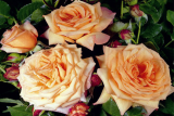 Роза плетистая Барок (Rosa Climber Barock) ОКС