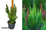 Барбарис Тунберга Эректа (Berberis Thunbergii Erecta) С7,5