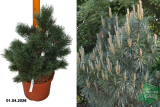 Сосна обыкновенная Чантри Блу (Pinus sylvestris Chantry Blue) С7,5