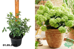 Гортензия метельчатая Петит Черри (Hydrangea paniculata Petite Cherry) С3