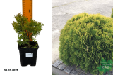 Туя западная Мирьям (Thuja occidentalis Mirjam) Р9