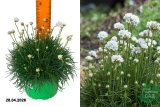 Армерия приморская Монинг Стар Вайт (Armeria Morning Star White) С1,5