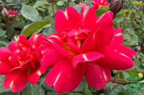 Роза флорибунда Арт Нуво 1