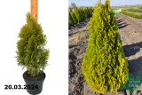 Туя западная Голден Смарагд (Thuja occidentalis Golden Smaragd) С2 д