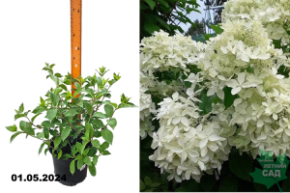 Гортензия метельчатая Дентель де Горрон (Hydrangea paniculata Dentelle de Gorron) С3