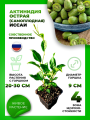 Актинидия острая Иссаи