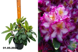 Рододендрон гибридный Пейнтед Пёрпл (Rhododendron hybride Painted Purple) С2