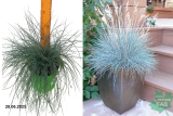 Овсяница сизая Элиджан Блю (Festuca glauca Elijah Blue) С1,5