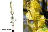 Береза повислая Голден Клауд (Betula pendula Golden Cloud) С7,5