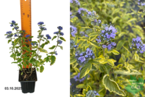 кариоптерис