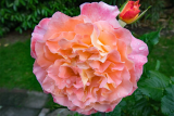 Роза чайно-гибридная Августа Луиза (Rose Hybrid Augusta Luise) ОКС