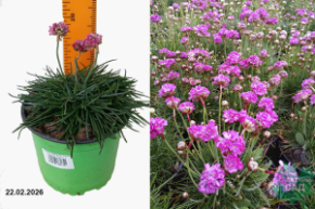 Армерия приморская Монинг Стар Дип Роуз С1,5