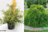 Кипарисовик горохоплодный Филифера Нана (Chamaecyparis pisifera Filifera Aurea Nana) С5