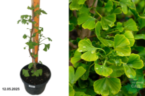 гинкго двулопастной