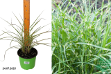 Мискантус китайский Литтл Зебра (Miscanthus sinensis Little Zebra) С2