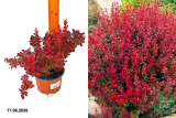 Барбарис Тунберга Лютин Руж (Berberis thunbergii Lutin Rouge) C2х