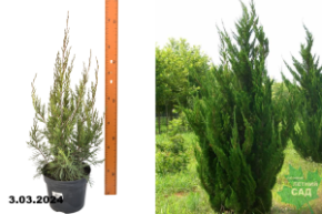 Можжевельник китайский Спартан (Juniperus chinensis Spartan) С3